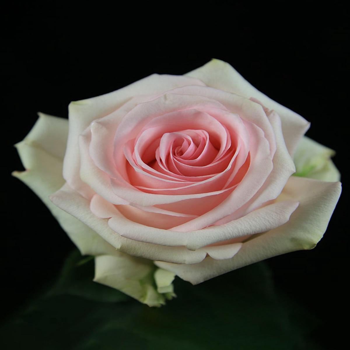 Green & Pink Rose Heirloom Non-GMO Seeds for Planting High Germination Organic Garden Seeds