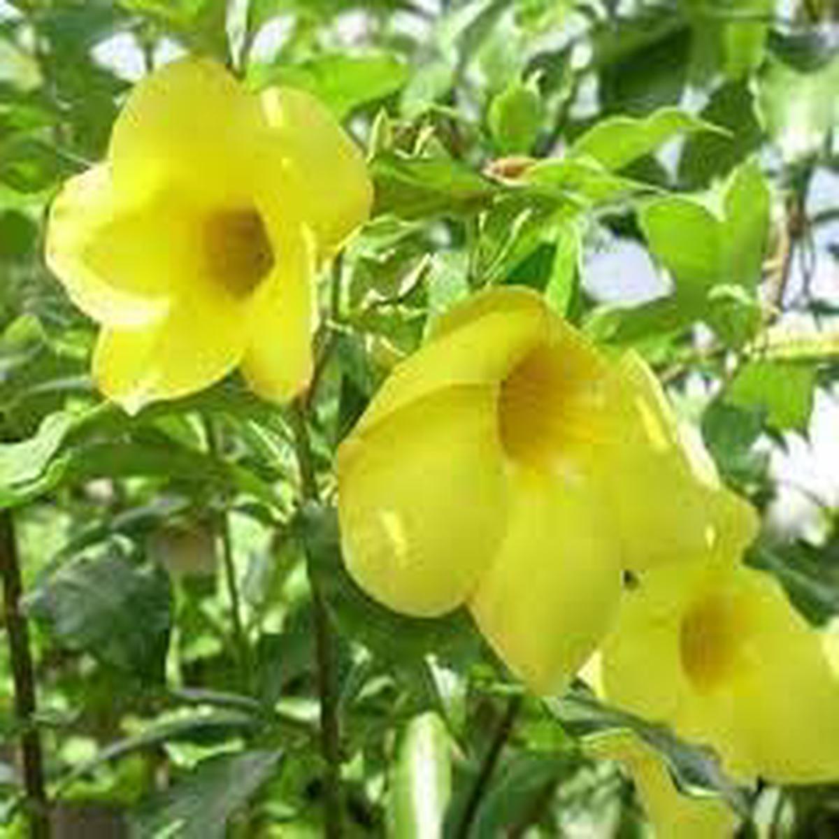 Heirloom Allamanda Flower seeds for Planting Sun Loving Heirloom & GMO Free Seeds for Home Garden