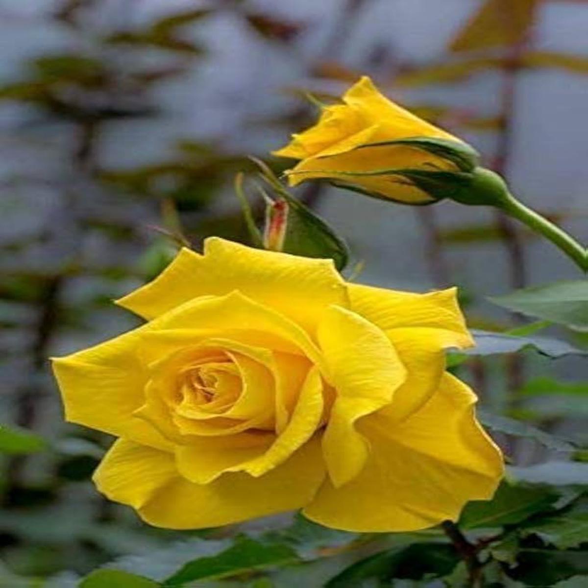 Heirloom Lemon Yellow Osiria Rose Flower Seeds for Planting Non-GMO, High Germination Organic Garden Seeds