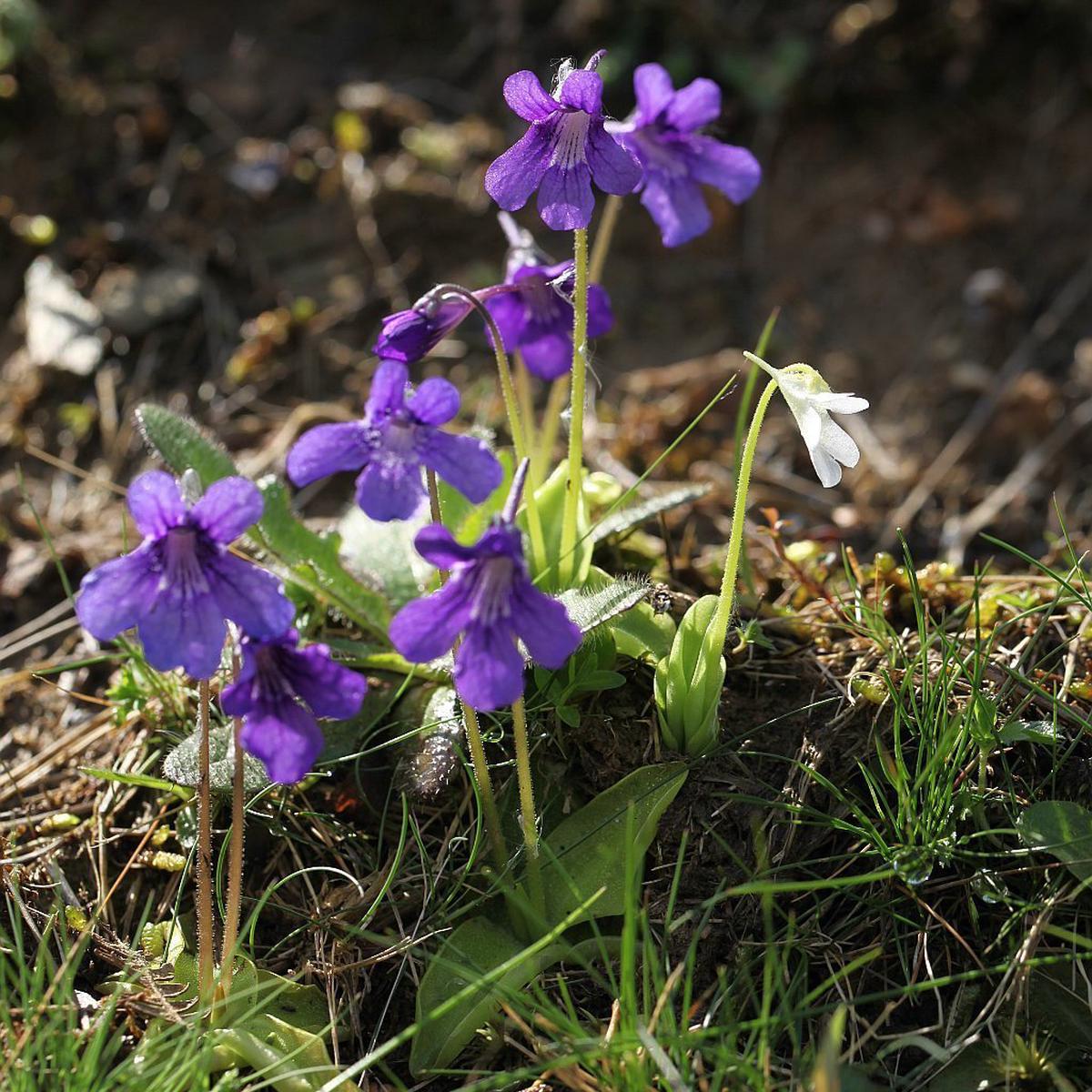 Heirloom Non-GMO Blue Butterwort Flower Seeds for Garden Planting  Carnivorous Blooms Variety