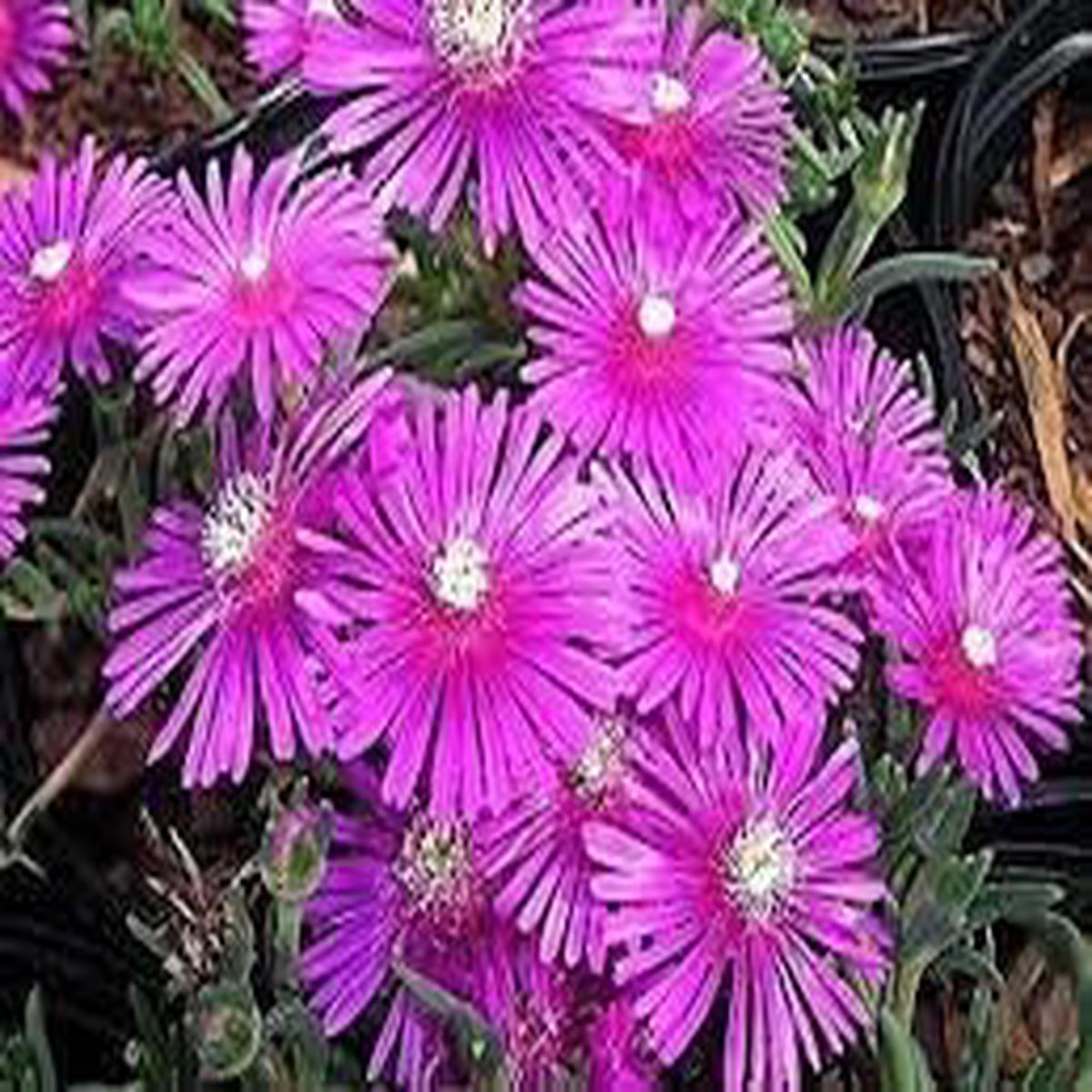 Heirloom Non-GMO Fuchsia Cooperi Flower Seeds for Planting  Fresh Vibrant Garden Blooms