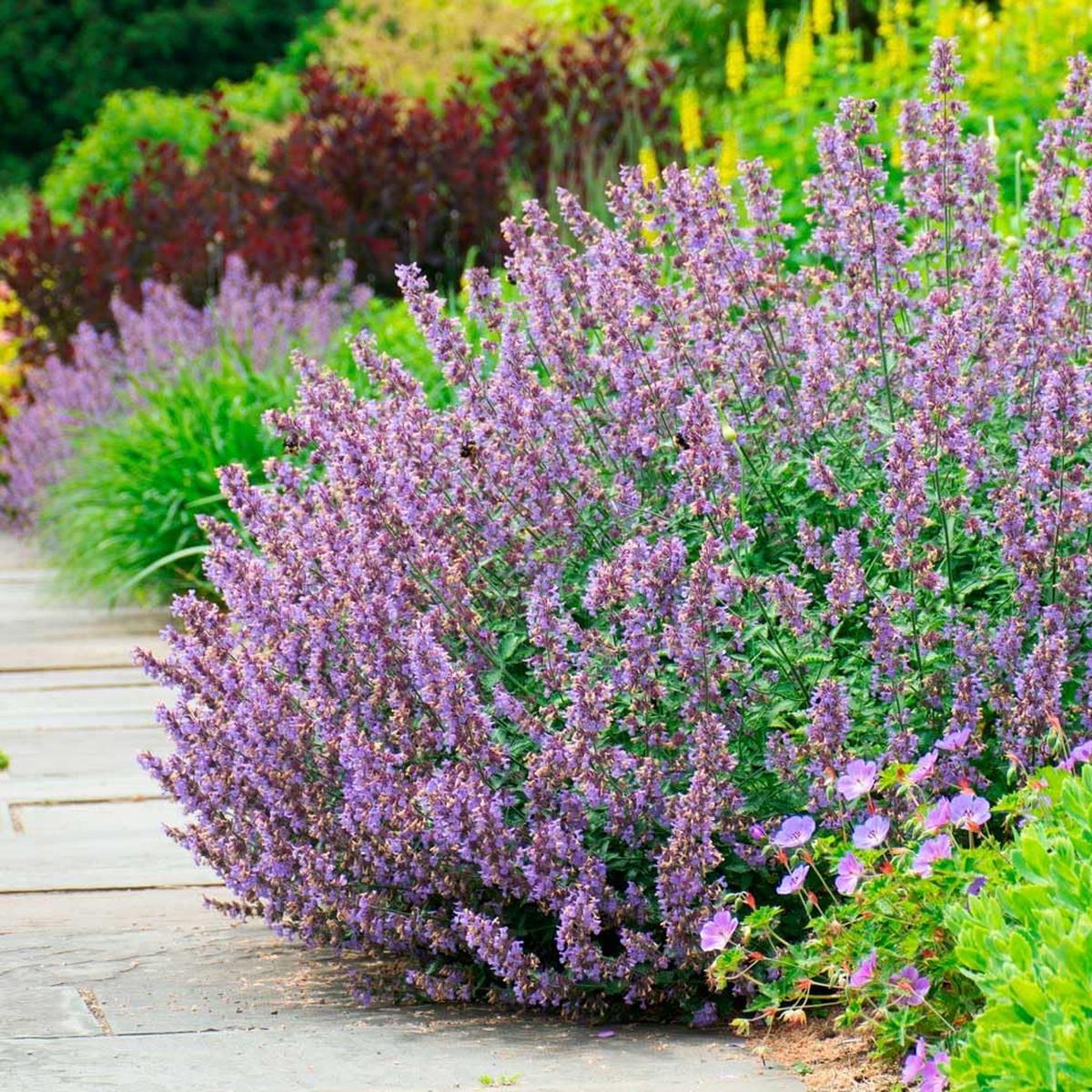 Heirloom Non-GMO Nepeta Flower Seeds for Planting  Fragrant Pollinator-Friendly Blooms | High Germination