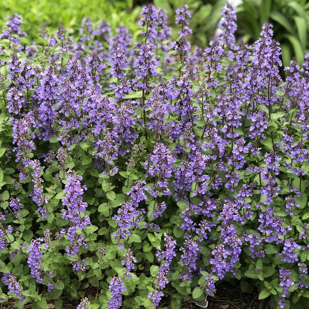 Heirloom Non-GMO Nepeta Mussinii Flower Seeds for Garden Planting  Fragrant Pollinator-Friendly Blooms