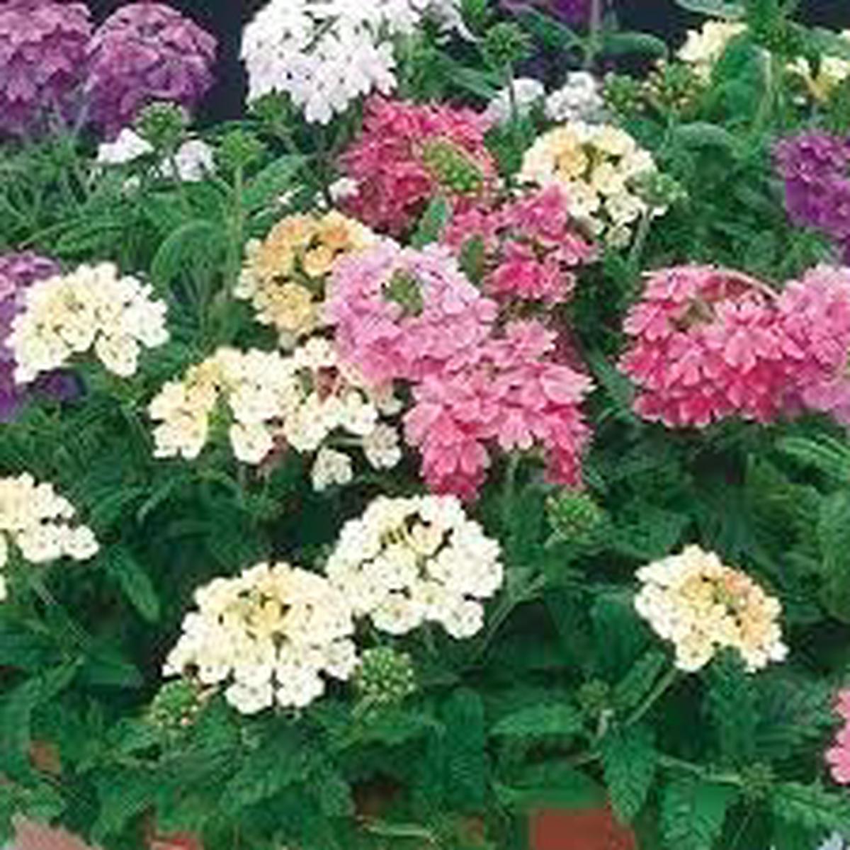 Heirloom Non-GMO Trailing Verbena Flower Seeds for Planting Vibrant Ground Cover Blooms