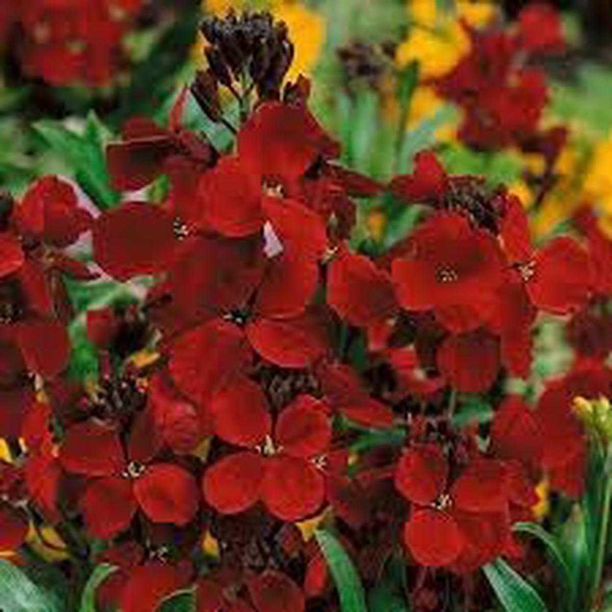 Heirloom Scarlet Flower seeds for Planting Long Bloom Season Heirloom & GMO Free Seeds for Home Garden