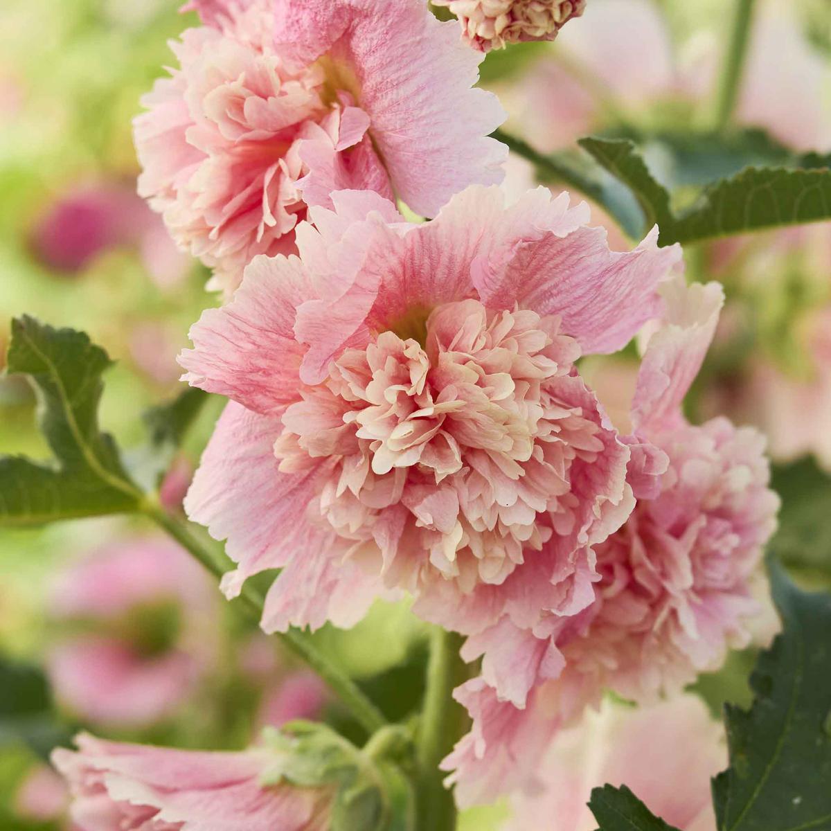 Hollyhock Seeds – Summer Carnival Apple Blossom
