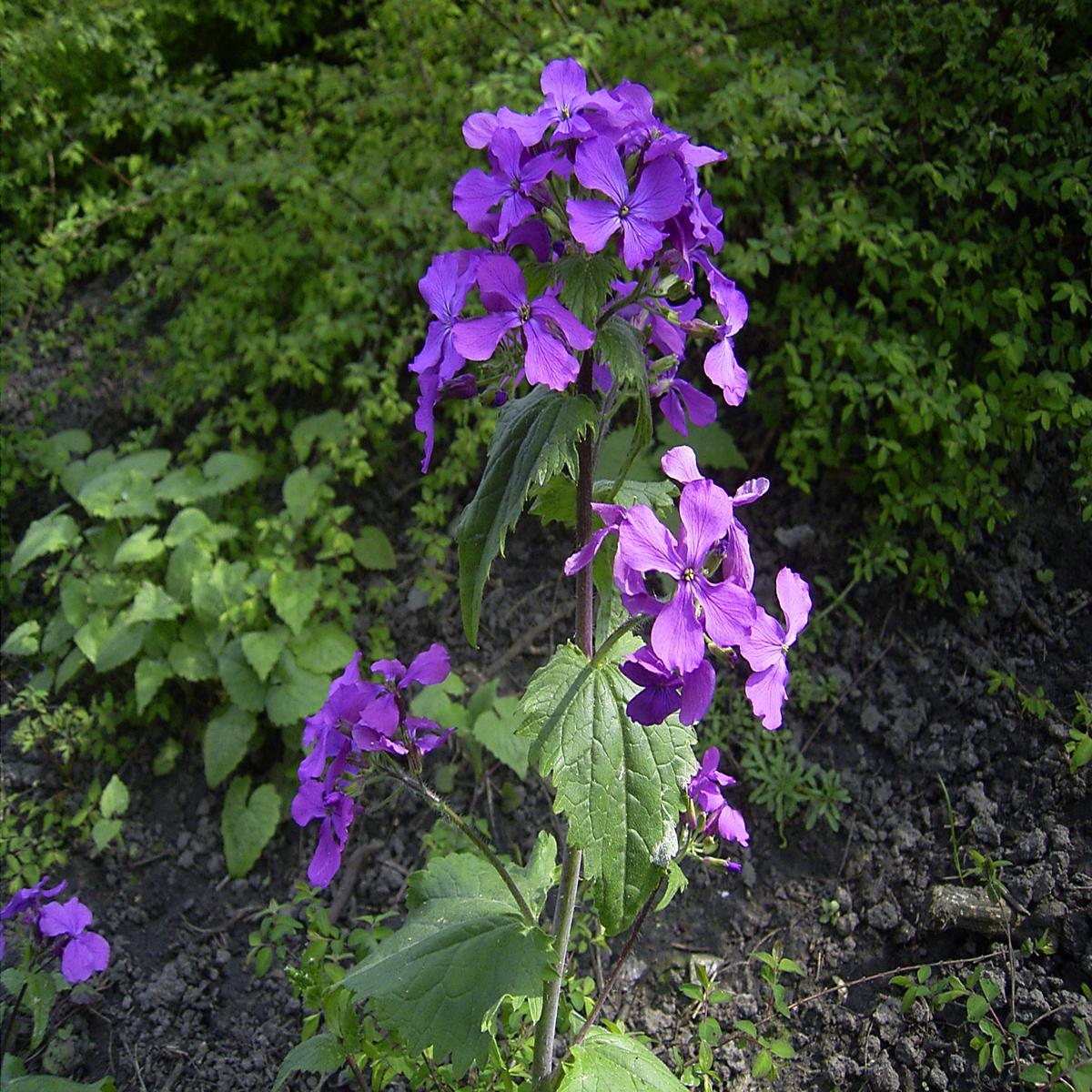 Lunaria Flower Seeds for Planting Sun Loving Heirloom Non-GMO, High Germination Organic Garden Seeds