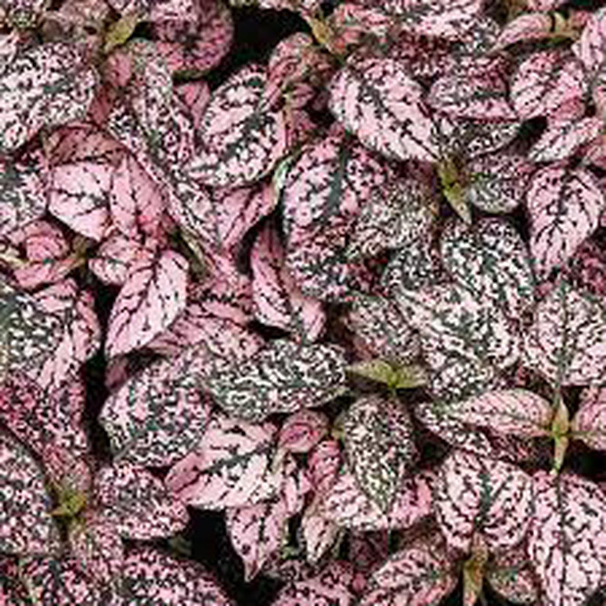 Mix Hypoestes Flower Seeds for Planting | Heirloom Non-GMO High Germination