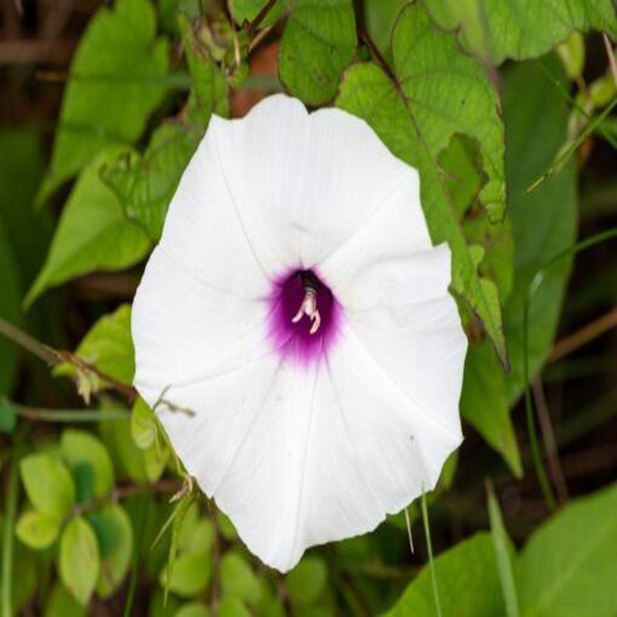 Morning Glory Wild Open Pollinated  Heirloom, Non-GMO, High Germination Organic Garden Seeds