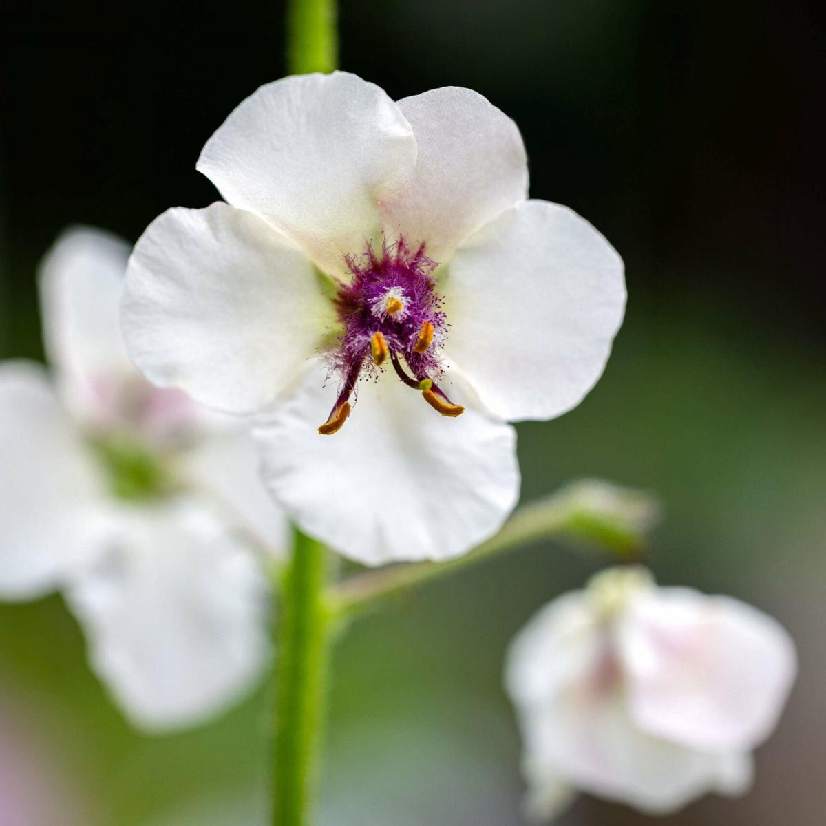 Moth Mullein Flower Seeds for Planting Heirloom, Non-GMO, Easy to Grow, Biennial