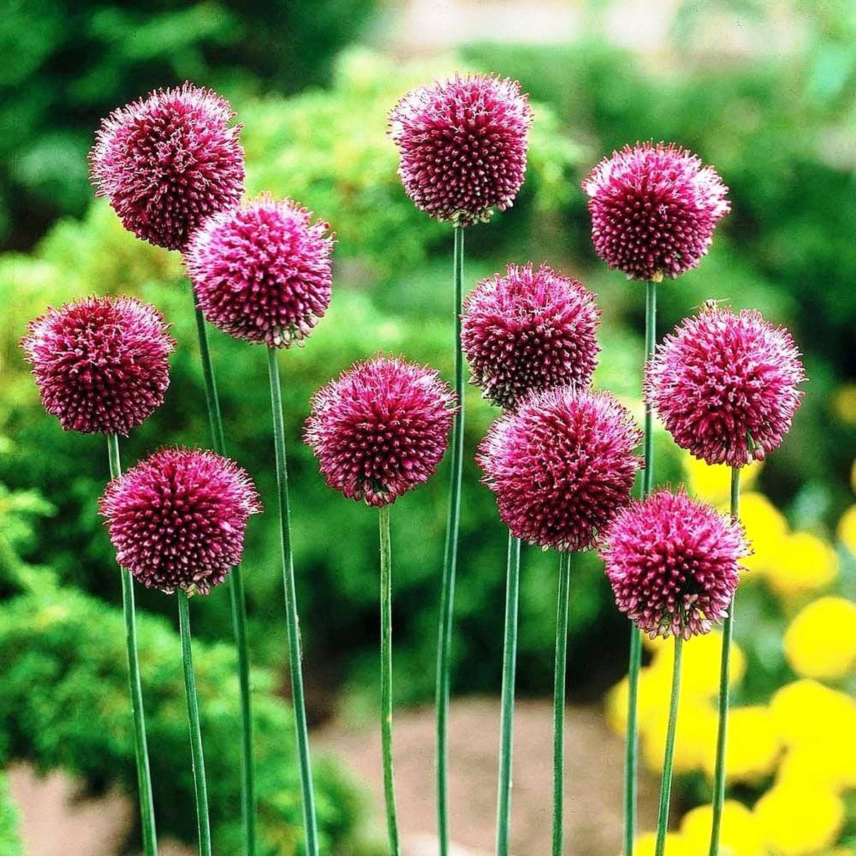 Nickende Zwiebel Allium sphaerocephalon Native Wildflower Seeds for Planting in Garden