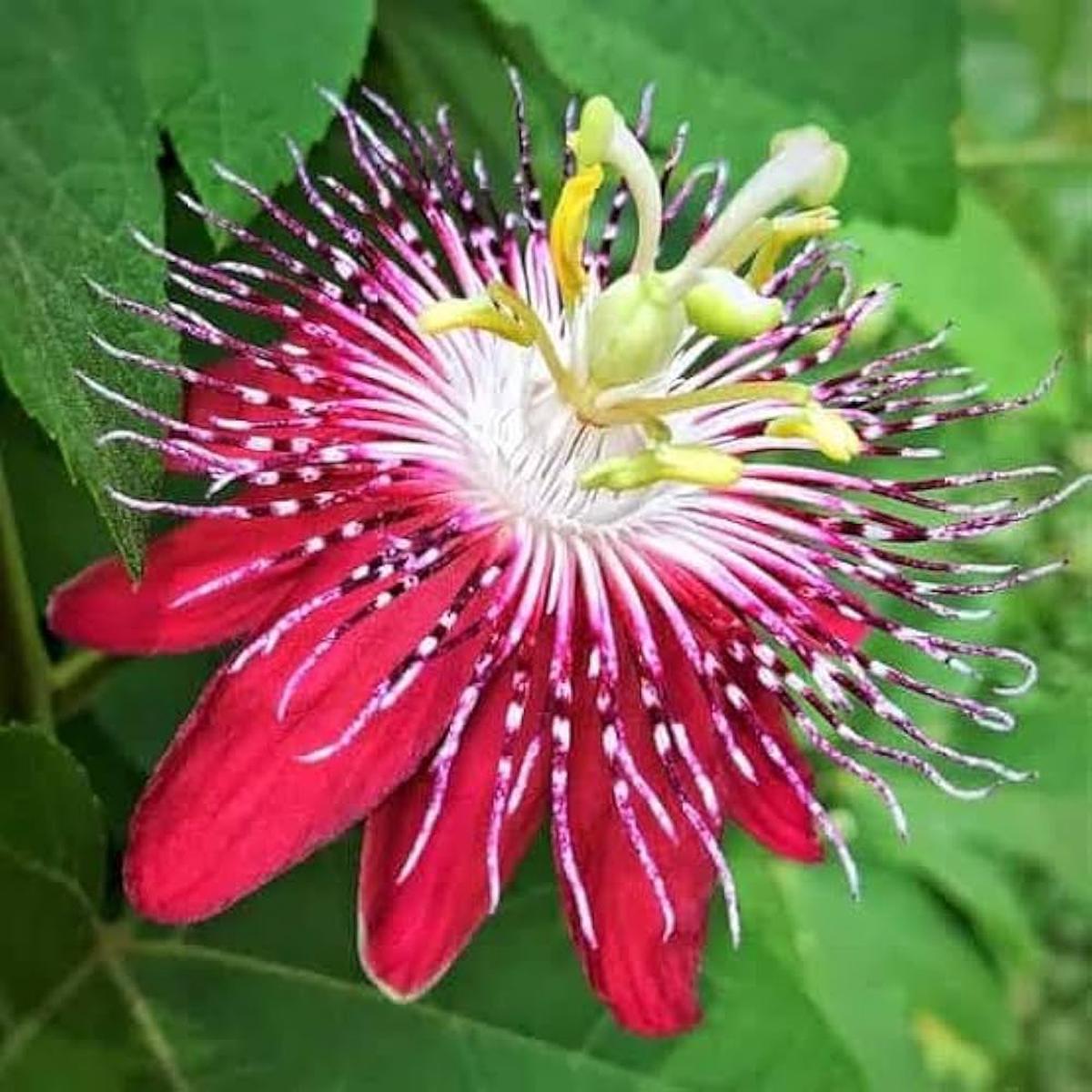Organic Heirloom Red Winged-Stem Passion Flower Seeds Non-GMO Unique Seeds for Planting