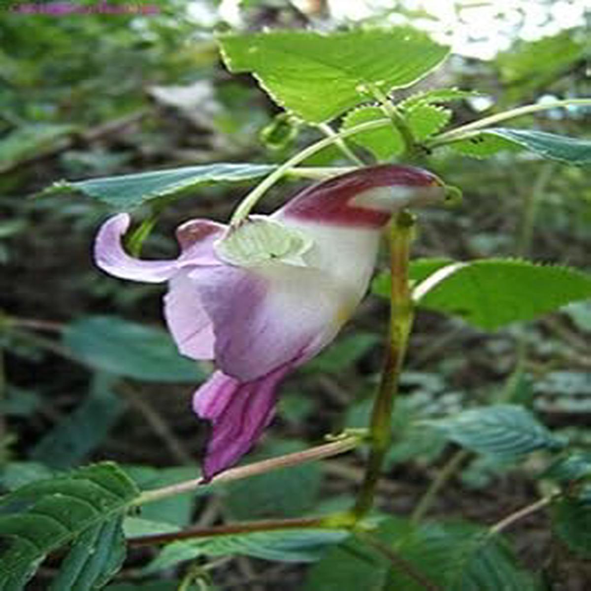 Organic Parrot Orchid Flower Seeds for Planting Heirloom, Non-GMO