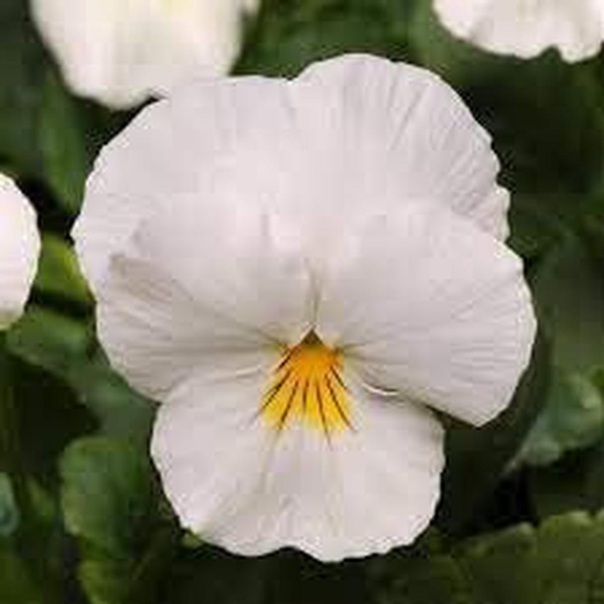 Pansy Flower Flower seeds for Planting – Wildflower Mix, Heirloom & GMO Free Seeds for Home Garden