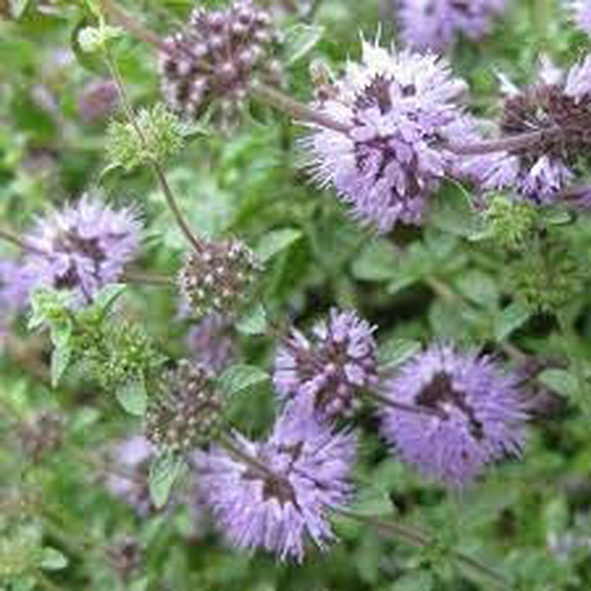 Pennyroyal Plant Seeds Heirloom Non GMO Planting – 100