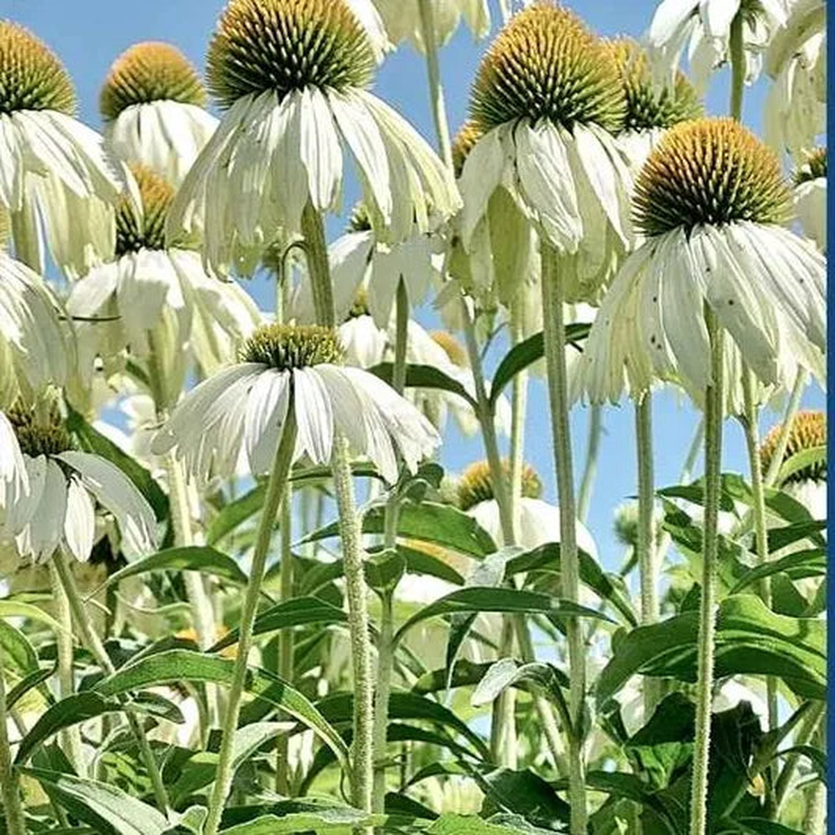 Perennial Varieties Flower Echinacea Purpurea Flower  Heirloom, Non-GMO, High Germination Organic Garden Seeds