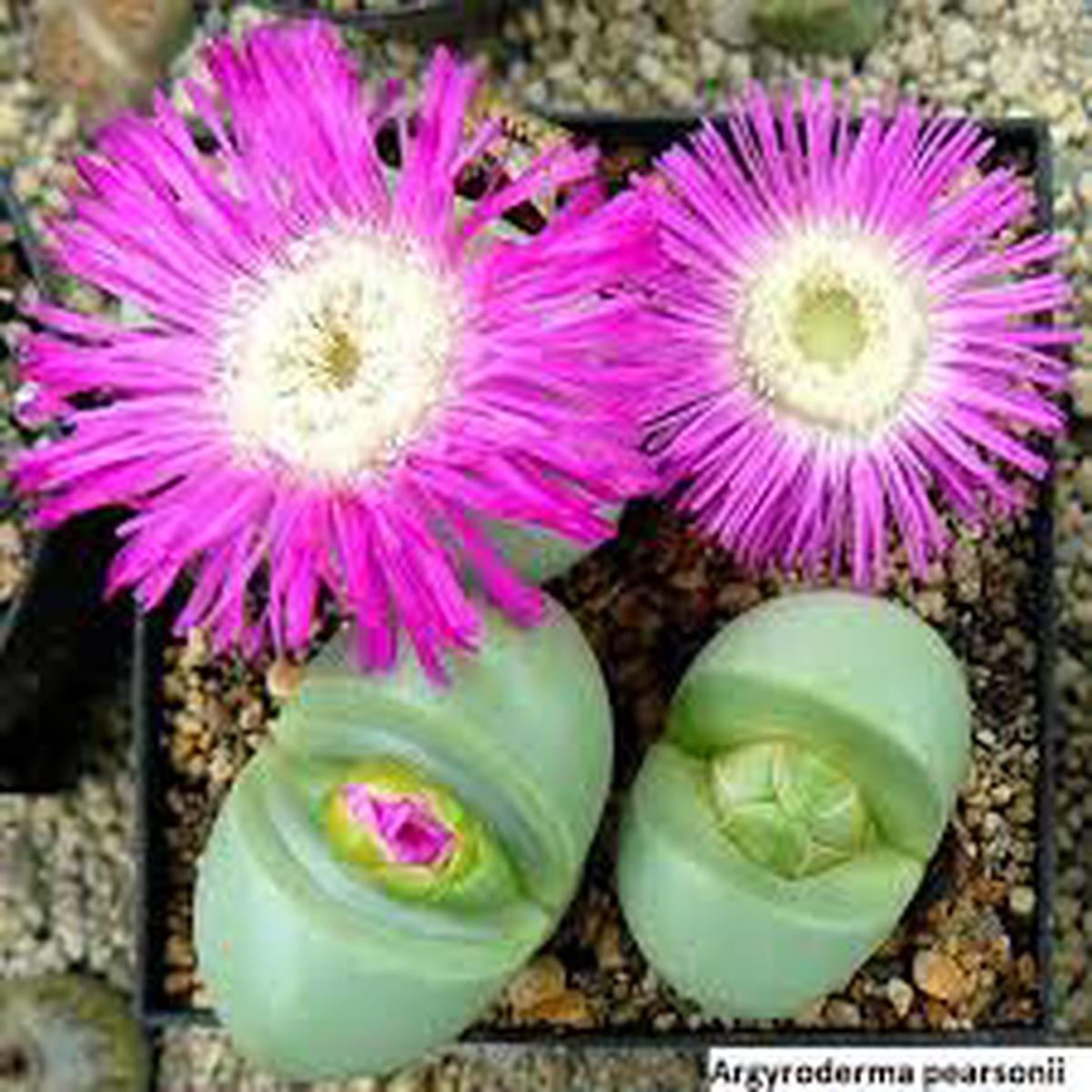 Pink Argyroderma Plant Seeds for Planting – 100 pcs