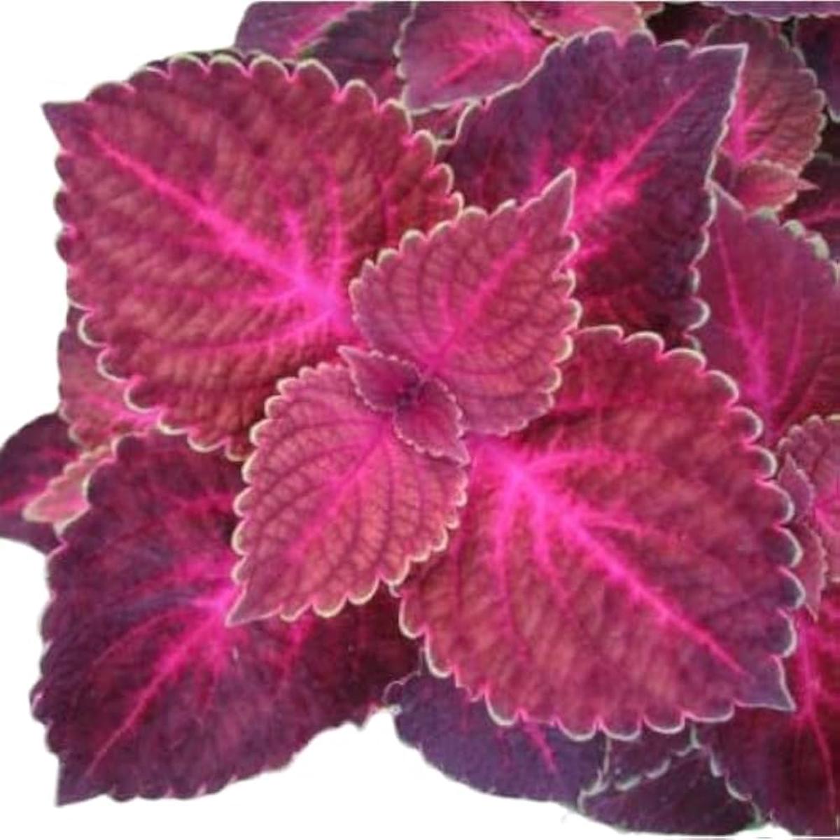 Pink Dragon Coleus Seeds for Planting Heirloom, Non-GMO, Drought-Tolerant High Germination Garden Seeds