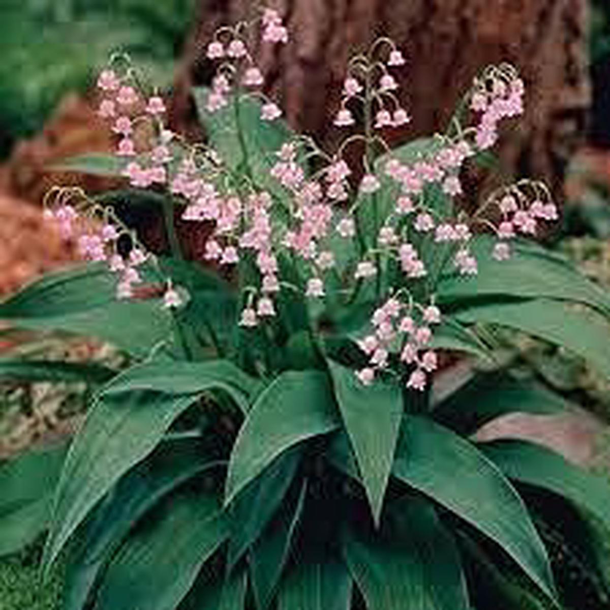 Pink Lily of the Valley Flower Seeds  Heirloom Non-GMO Wildflower Mix for Garden Planting