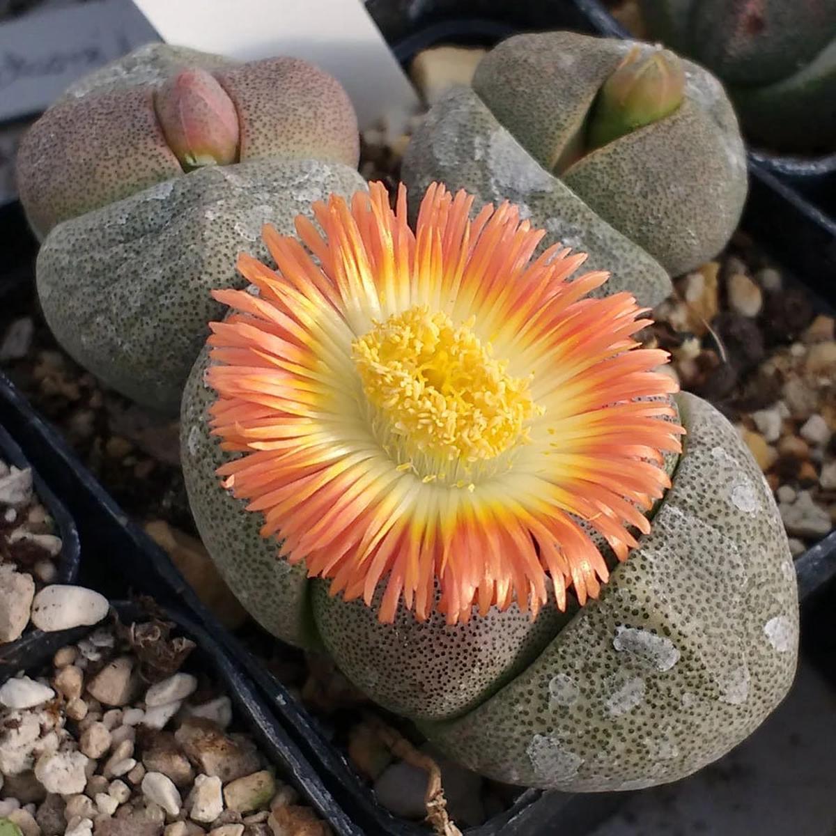Pleiospilos Nelii Flower Seeds for Planting Heirloom Non-GMO Seeds for Home & Organic Garden