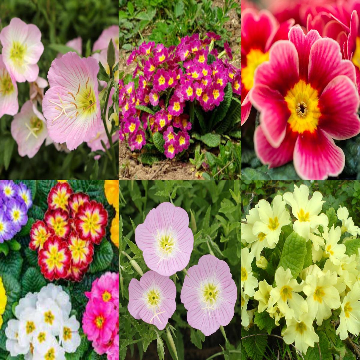 Primrose Primula vulgaris Mini flower seeds for planting in home garden or shaded containers