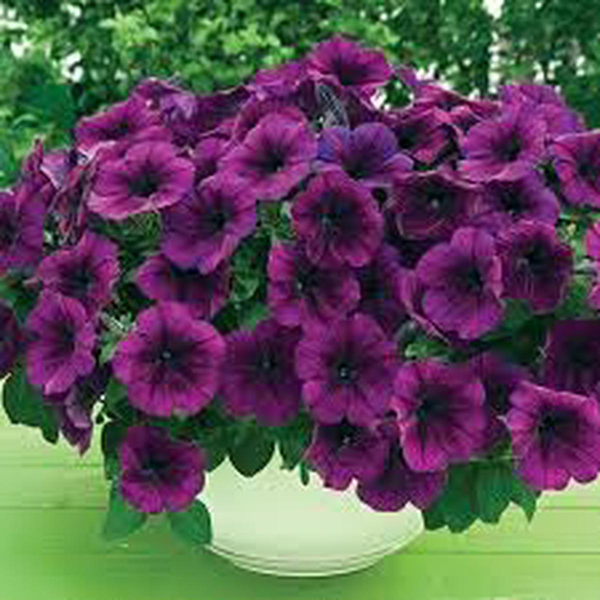 Purple Trailing Petunia Flower Seeds for Planting Heirloom, Non-GMO, High Germination Organic Garden Seeds