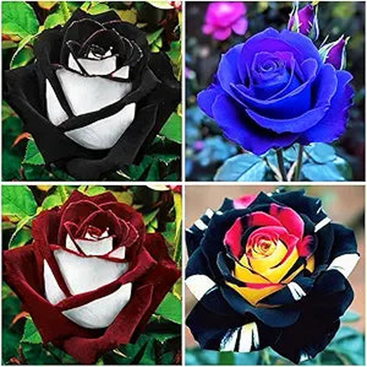Rare Rainbow Rose Seeds for Colorful Rose Blooms