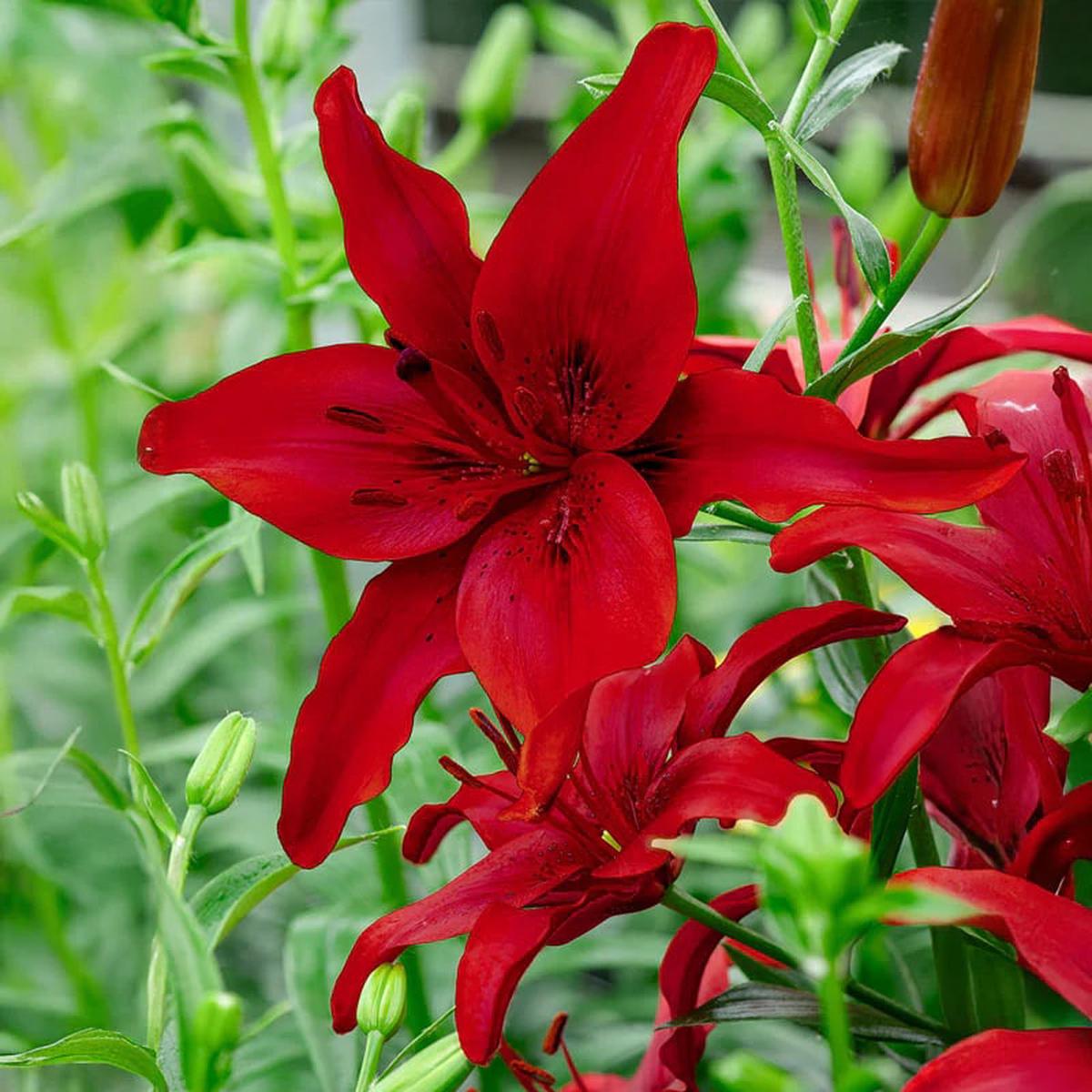 Red Lilium Flower Seeds for Planting Heirloom, Non-GMO, High Germination Border Flowers