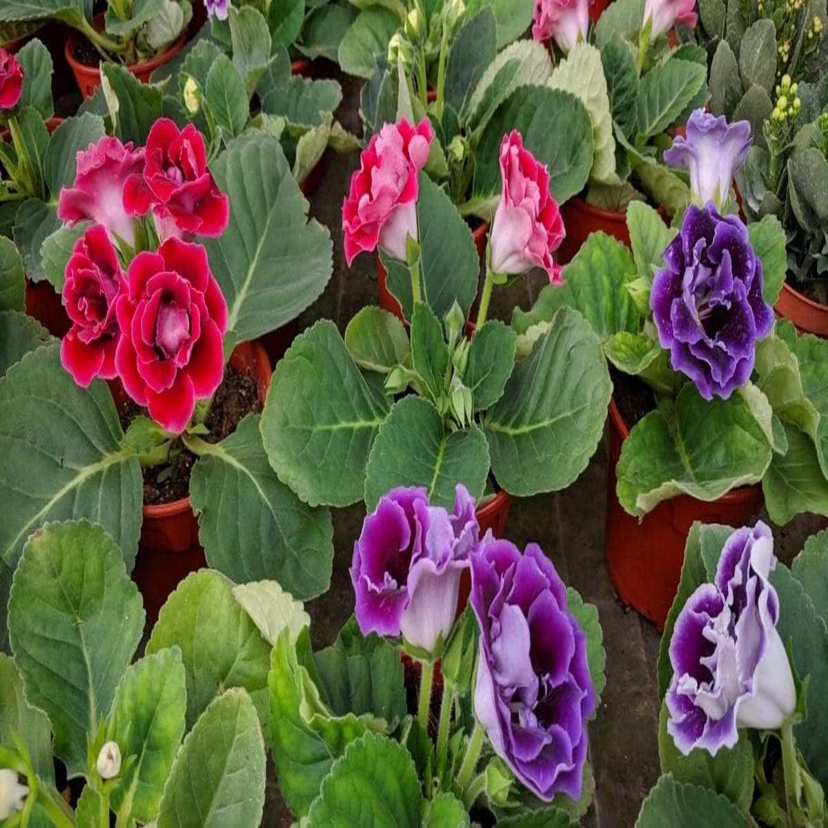 Red & Purple Gloxinia Heirloom Non-GMO Seeds for Planting