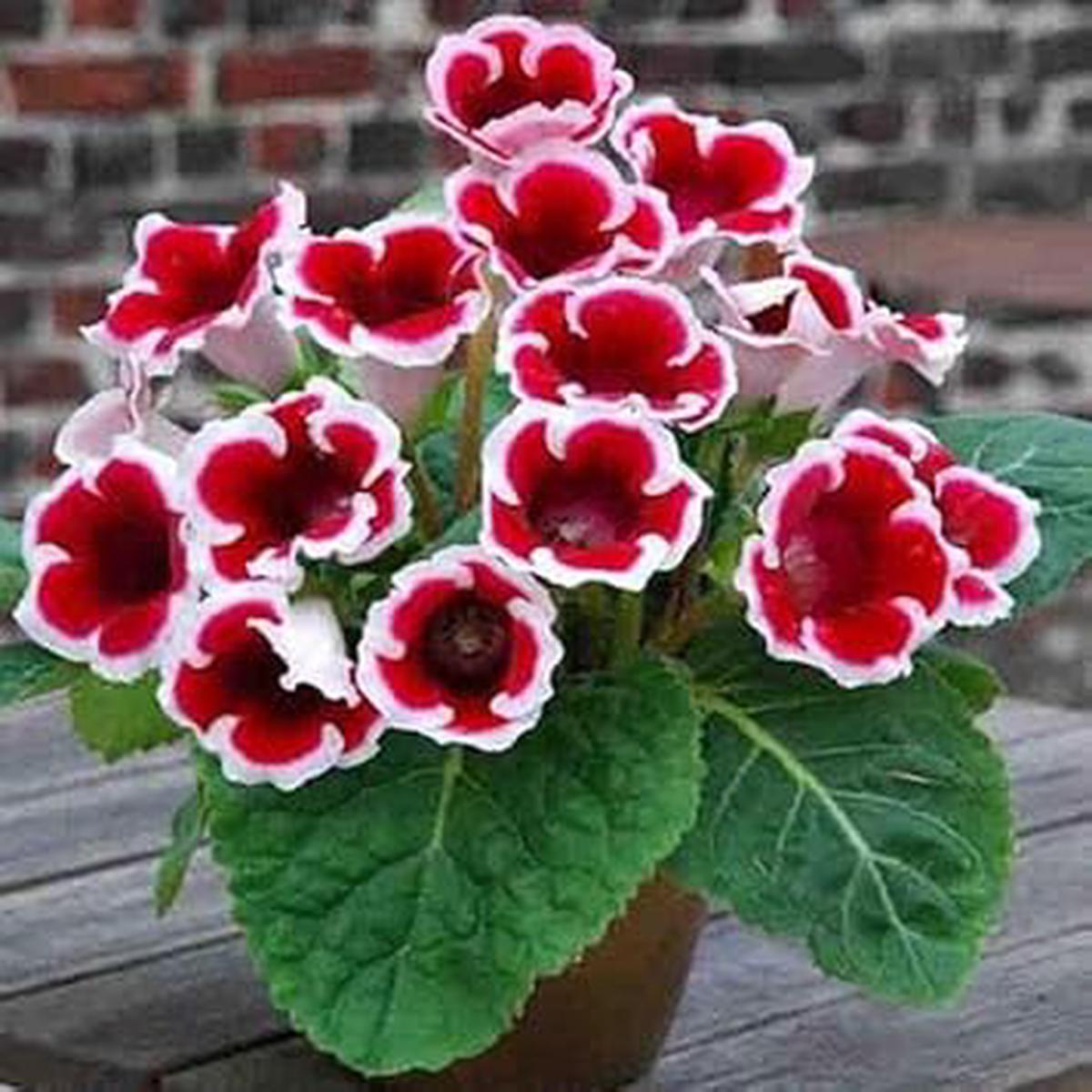 Red & White Gloxinia Flower Seeds for Planting | Heirloom Non-GMO High Germination Organic Garden Seeds