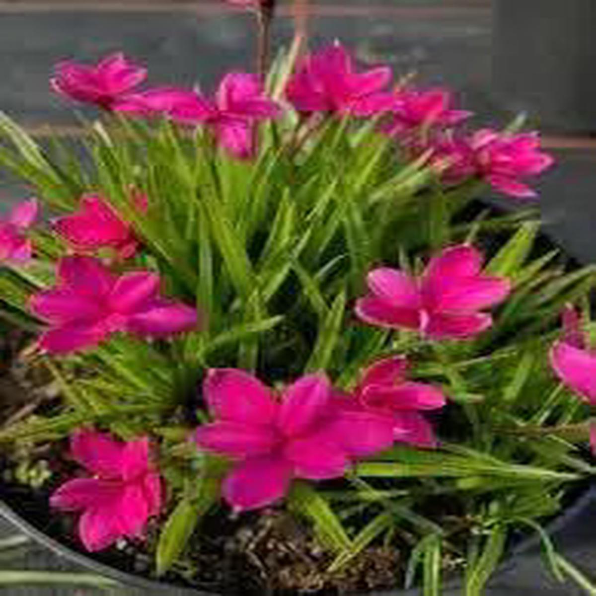 Rhodohypoxis Flower Seeds for Garden – NON GMO Seeds