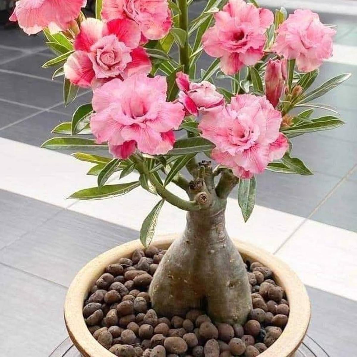 Rose Rosa Hybrida Miniature Bonsai Flower Seeds for Planting  Great for Indoor Pots and Decorative Gardening