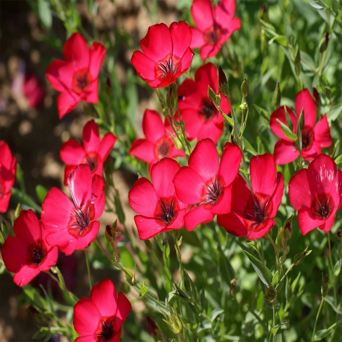 Scarlet Flax Seeds Linum Beautiful Red Flowers Heat Tolerant SHIPPING Seeds  Heirloom, Non-GMO, High Germination Organic Garden Seeds