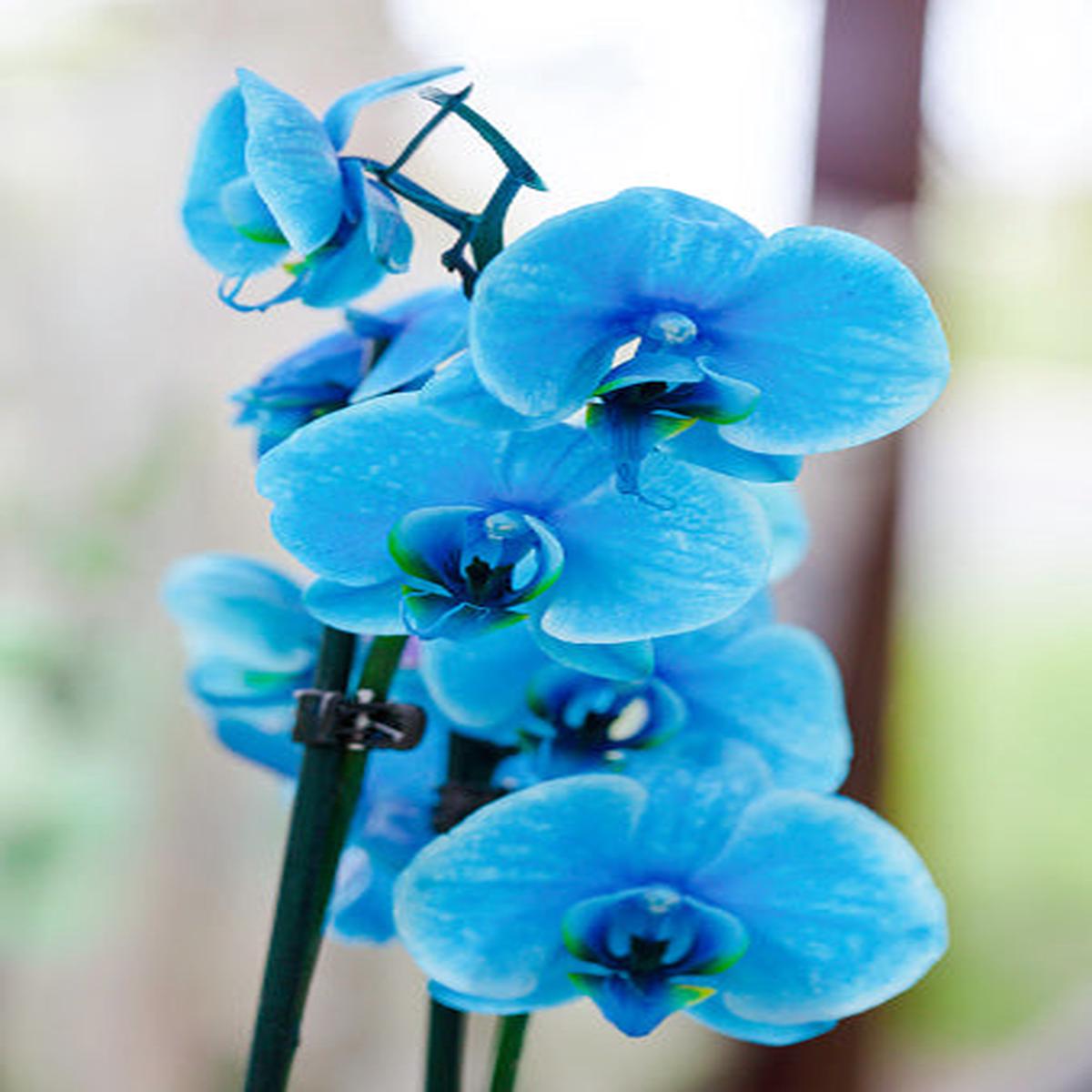 Sky Blue Orchid Flower Seeds for Planting Heirloom, Non-GMO, High Germination Organic Garden Seeds for Seasonal Exotic Blooms
