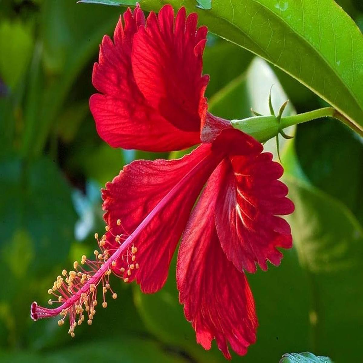 Star Hibiscus Hibiscus rosa-sinensis Rose Flower Seeds for Planting in Flower Bed