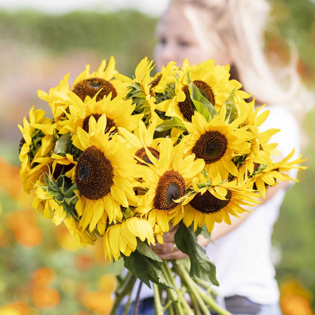 Sunflower Seeds – Henry Wilde