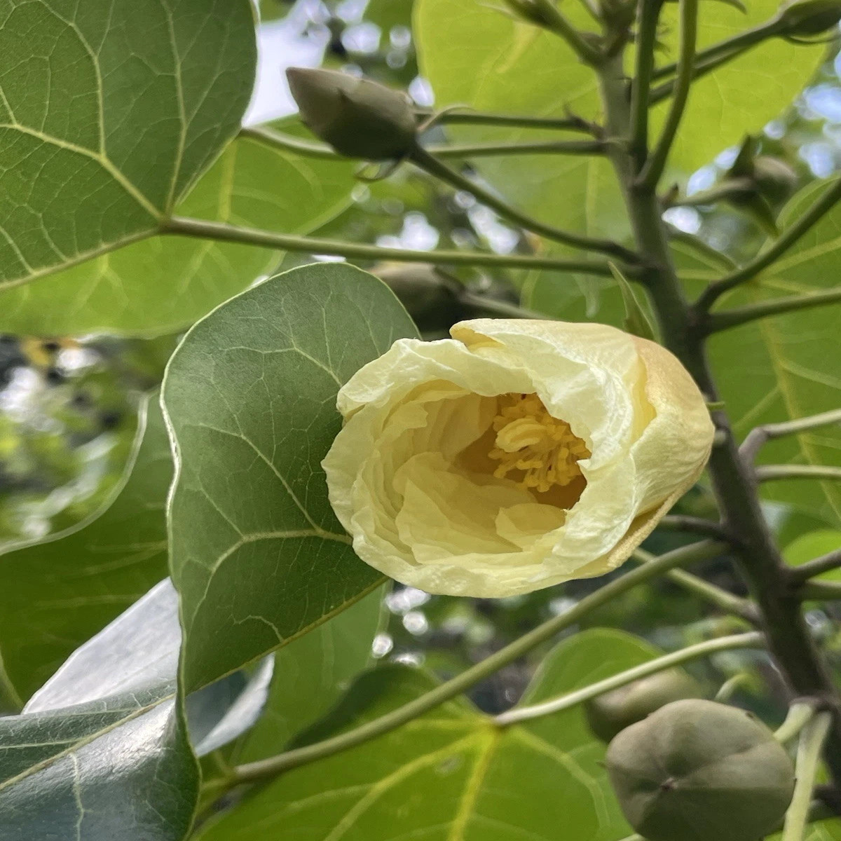 Thespesia populnea Portia Tree Indian Tulip Milo HAWAII GROWN Seeds  Heirloom, Non-GMO, High Germination Organic Garden Seeds