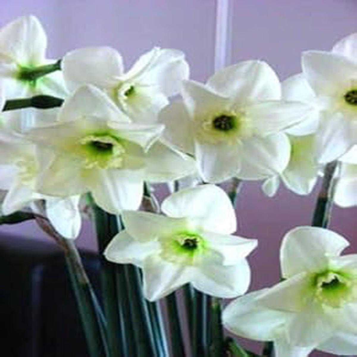 White Green Narcissus Flower Seeds  Heirloom Non-GMO High Germination Organic Garden Seeds for Planting