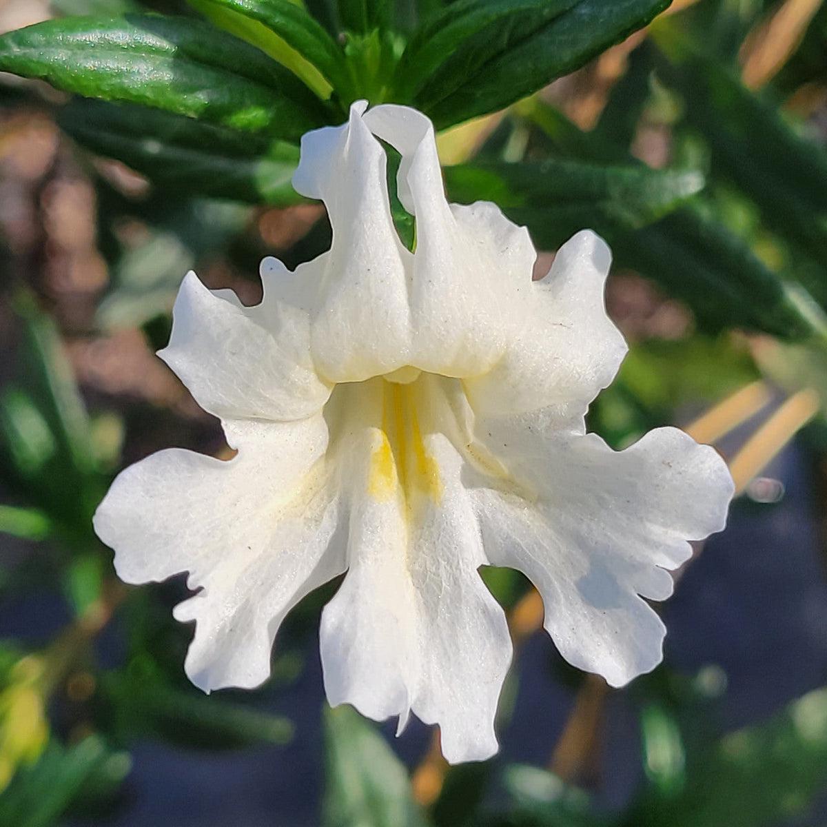 White Mimulus Flower seeds for Planting – Shade Tolerant, Heirloom & GMO Free Seeds for Home Garden