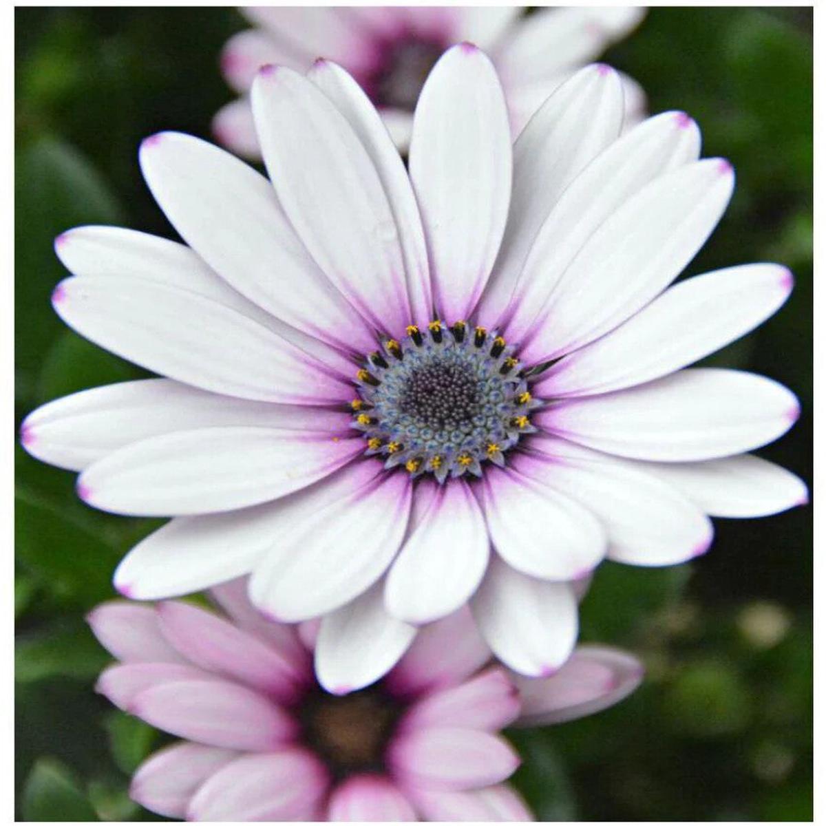 White Purple Omeris Flower Seeds for Planting Heirloom Non-GMO, High Germination Organic Garden Seeds