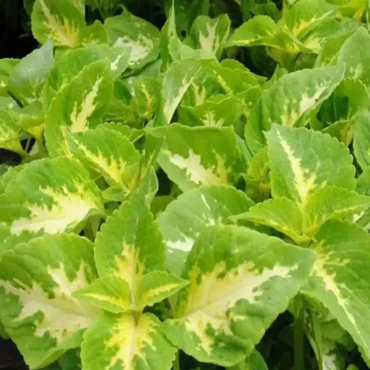 Yellow Green Coleus Flower seeds for Planting – Colorful Display, Heirloom & GMO Free Seeds for Home Garden  Sale