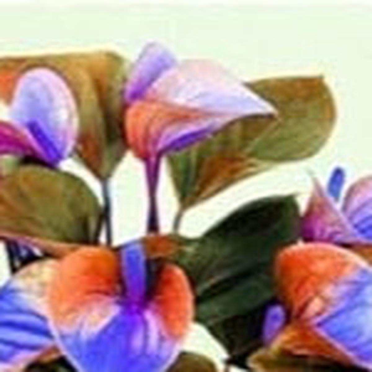Anthurium Orange Blue Flower Seeds for Planting NON GMO Seeds