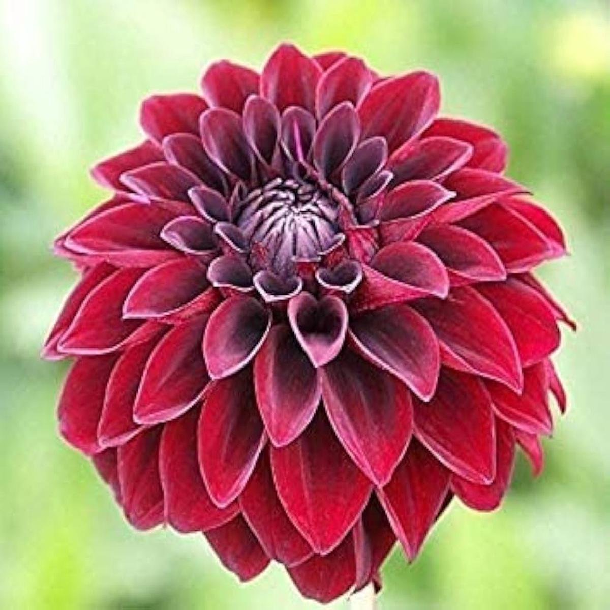 Arabian Night Dahlia Flower Seeds for Planting – Heirloom and Non-GMO garden seeds