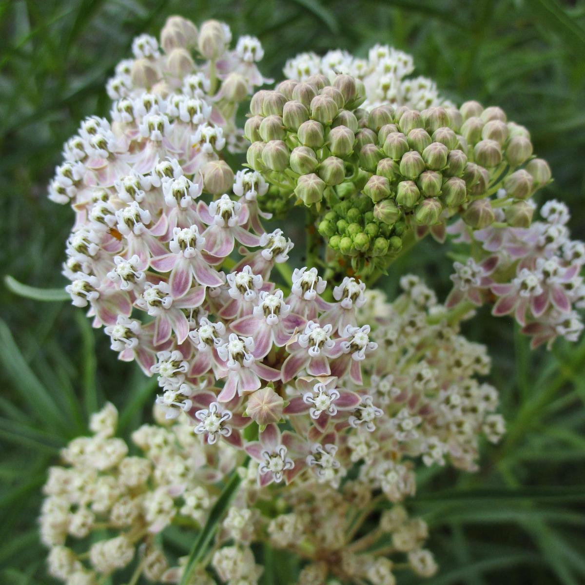 Asclepias Fascicularis Flower Seeds  Heirloom, Non-GMO, Pollinator-Friendly, Perennial