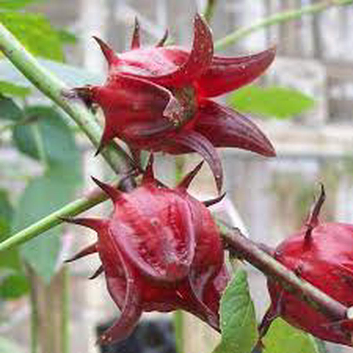 Australian Rosella Hibiscus Flower Seeds for Planting – Hibiscus Sabdariffa Var. Sabdariffa