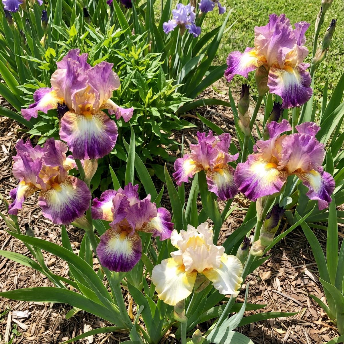 Bearded Flower Seeds – Unique Blooms for Your Garden , Planting Guide