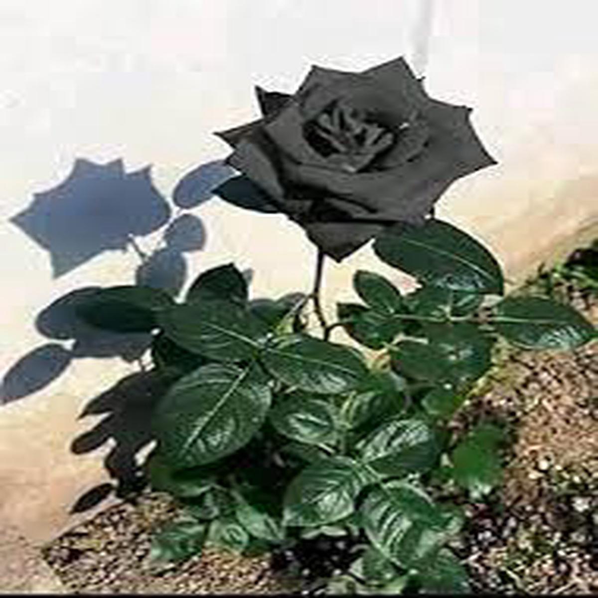 Black Rose Flower seeds for Planting Shade Tolerant Heirloom & GMO Free Seeds for Home Garden