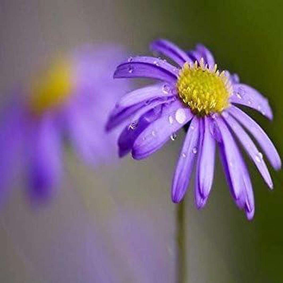Blue Brachycome Flower Seeds for Planting Heirloom, Non-GMO, Organic Garden Seeds, High Germination