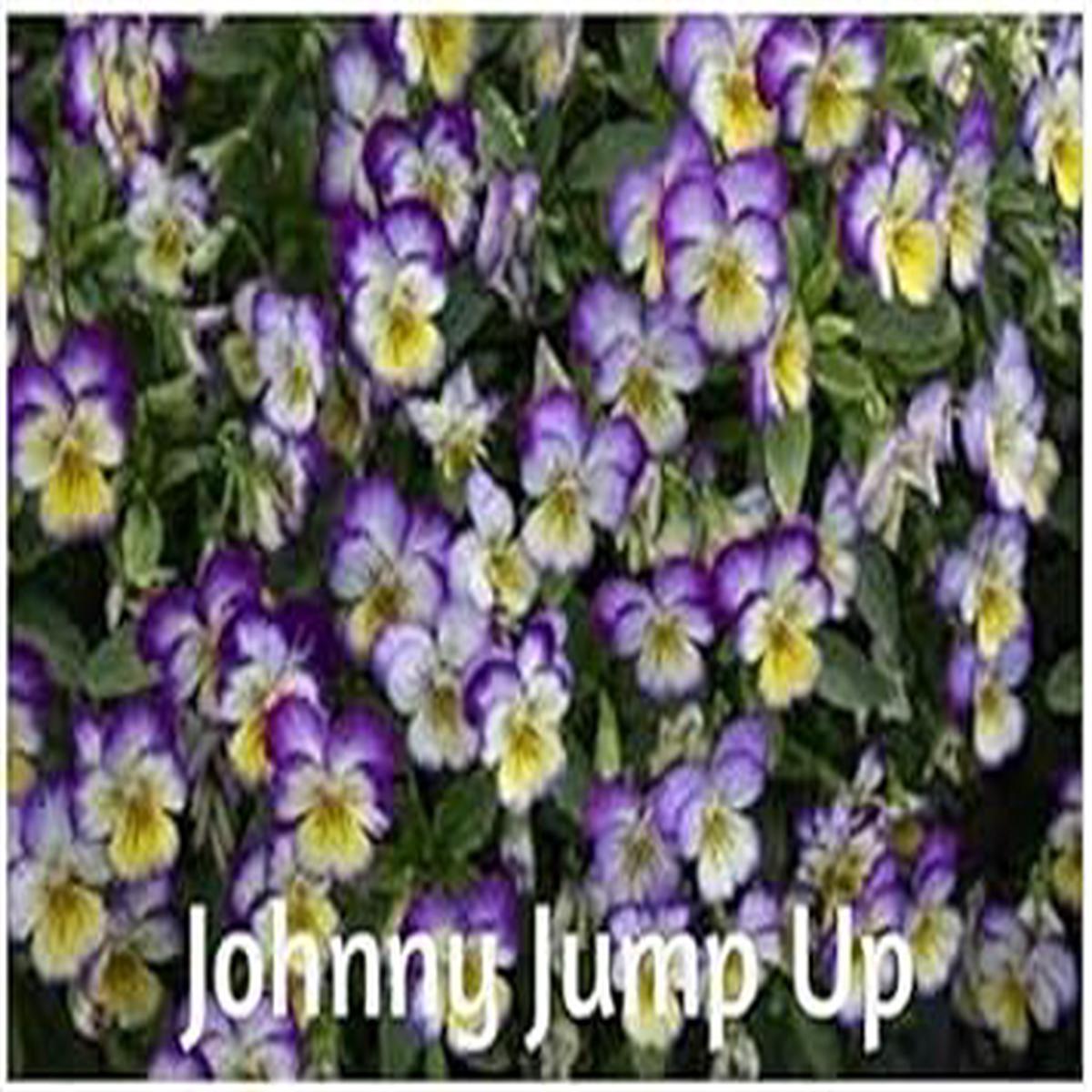 Blue Jump Up Flower Seeds for Planting 100 pcs