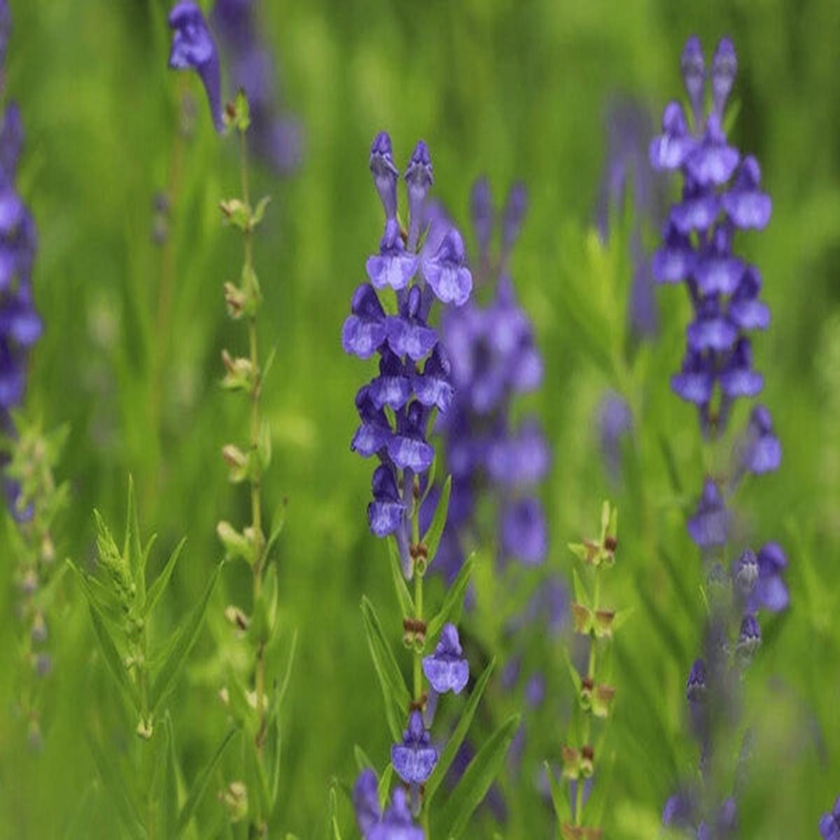 Blue Scutellaria Baicalensis Flower Seeds for Planting Heirloom Non-GMO, High Germination Organic Garden Seeds